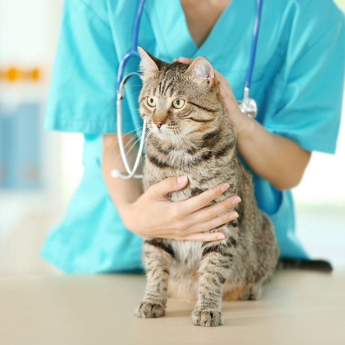 Vet / Pet Services